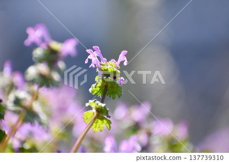 Hotokenosa grown 137739310