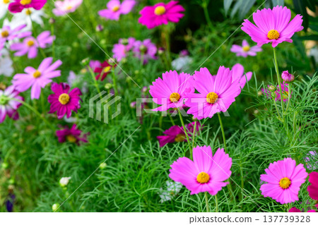 Pink Cosmos Flowers Blooming in Lush Green Garden 137739328