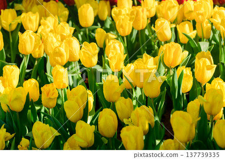 Bright Yellow Tulips Blooming in Spring Garden 137739335