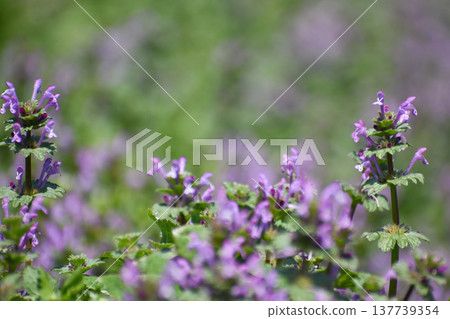 Hotokenosa成長 Hotokenosa成長 137739354