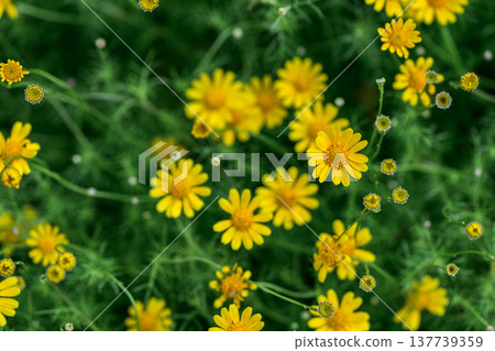 Small Yellow Daisy Flowers Blooming in Green Garden Background 137739359