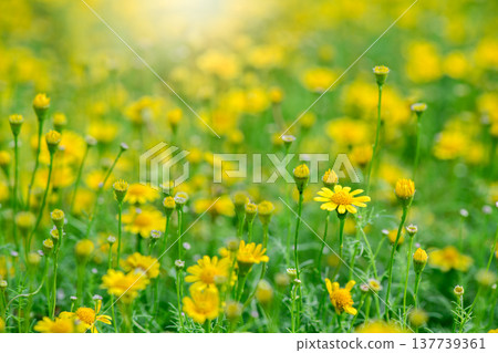Yellow Wildflowers in Green Meadow with Soft Sunlight Background Yellow Wildflowers in Green Meadow with Soft Sunlight Background 137739361