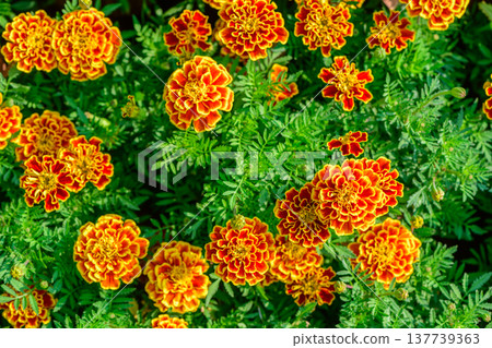 Orange and Yellow Marigold Flowers in Lush Green Garden 137739363
