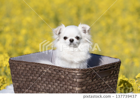 一片油菜花田，籃子裡裝著一隻白色吉娃娃犬。 137739437