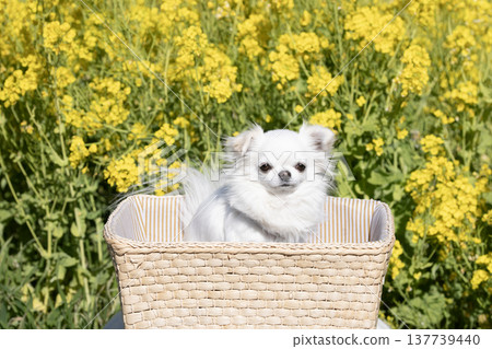 一片油菜花田，籃子裡裝著一隻白色吉娃娃犬。 137739440
