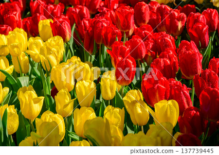 Red and Yellow Tulip Flowers Blooming in Spring Garden Red and Yellow Tulip Flowers Blooming in Spring Garden 137739445