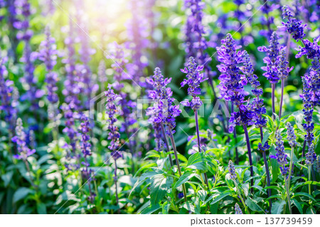 Blooming Lavender Flowers in Garden with Soft Sunlight. Purple Floral Nature Background 137739459