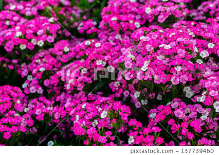 Pink Sweet William Flowers Blooming in Garden Floral Background Pink Sweet William Flowers Blooming in Garden Floral Background 137739460