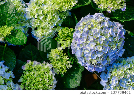 Blue Hydrangea Flowers Blooming in Lush Garden with Fresh Green Leaves Blue Hydrangea Flowers Blooming in Lush Garden with Fresh Green Leaves 137739461