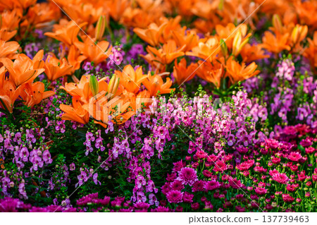 Colorful Orange Lily Flowers Blooming in Vibrant Garden Floral Landscape Colorful Orange Lily Flowers Blooming in Vibrant Garden Floral Landscape 137739463