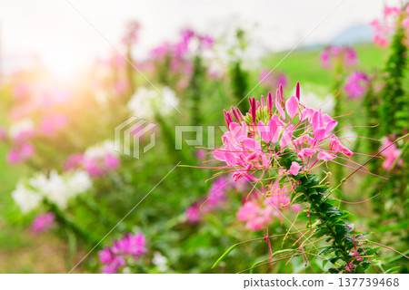 Pink Spider Flower Blooming in Garden with Soft Sunlight 137739468