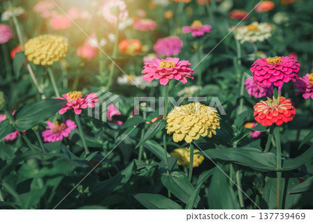 Colorful Zinnia Flowers in Sunny Garden Colorful Zinnia Flowers in Sunny Garden 137739469
