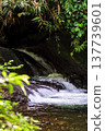 Cascade hidden within the tropical forest 137739601