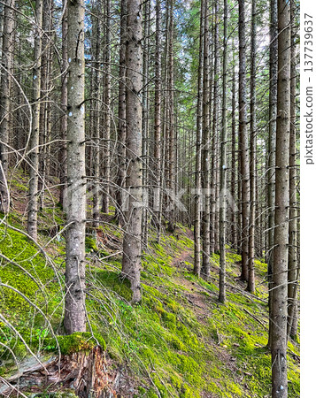 View of tree trunks in an alpine forest on a mountainside View of tree trunks in an alpine forest on a mountainside 137739637