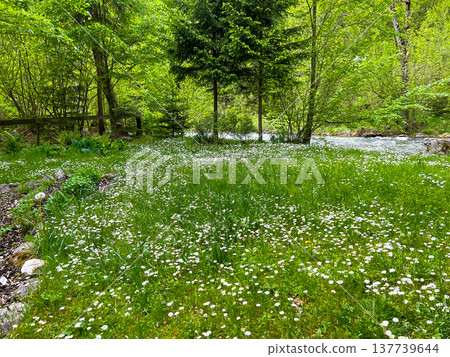 White flowers blooming in a subalpine wildflower meadow with coniferous trees White flowers blooming in a subalpine wildflower meadow with coniferous trees 137739644
