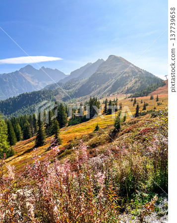 Alpine mountains covered with autumn blueberry bushes. Austrian Alps in autumn 137739658