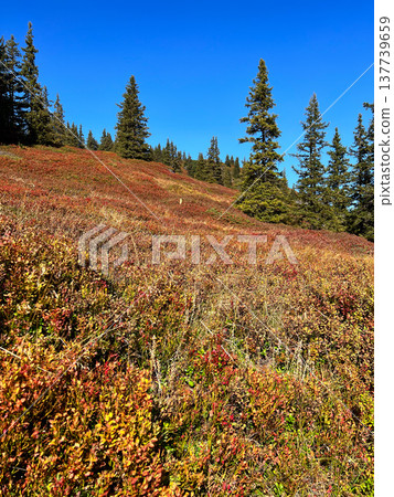 View of an Alpine mountainside covered with red blueberry bushes in Austria View of an Alpine mountainside covered with red blueberry bushes in Austria 137739659