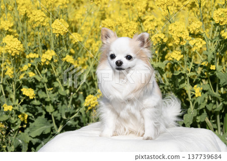 A field of rapeseed flowers and Sammy the Chihuahua A field of rapeseed flowers and Sammy the Chihuahua 137739684