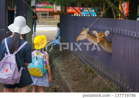 Nara, Japan - Sep 26 2024, A close-up view of a girl in a white hat and a little girl in a yellow hat looking at two deer sticking out from behind a fence, at daytime, Nara, Japan Nara, Japan - Sep 26 2024, A close-up view of a girl in a white hat and a little girl in a yellow hat looking at two deer sticking out from behind a fence, at daytime, Nara, Japan 137739786