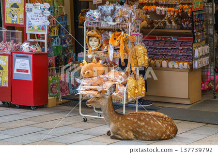 Nara, Japan - Sep 26 2024, panoramic view of an outdoor souvenir shop in front of which a forest deer lies resting, without people, Nara, Japan Nara, Japan - Sep 26 2024, panoramic view of an outdoor souvenir shop in front of which a forest deer lies resting, without people, Nara, Japan 137739792