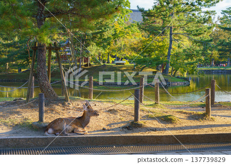 Nara, Japan - Sep 26 2024, panoramic view of a lying deer resting near a pond, with a trees and chained fence on a background, without people, Nara Park, Nara, Japan Nara, Japan - Sep 26 2024, panoramic view of a lying deer resting near a pond, with a trees and chained fence on a background, without people, Nara Park, Nara, Japan 137739829