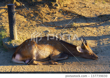 Nara, Japan - Sep 26 2024, A close-up view of a forest deer sleeping on the ground, in Nara Park, without people, in the evening, Nara, Japan 137739830
