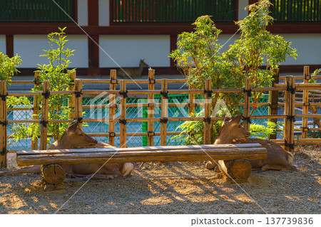 Nara, Japan - Sep 26 2024, panoramic view of two resting forest deer lying behind a bench, with building on background, in Nara Park, at daytime, without people, Nara, Japan Nara, Japan - Sep 26 2024, panoramic view of two resting forest deer lying behind a bench, with building on background, in Nara Park, at daytime, without people, Nara, Japan 137739836