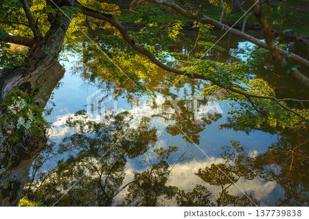 Nara, Japan - Sep 26 2024, panoramic view of the foliage of trees hanging over the water and reflected in it, at daytime with rays of sun, without people, Nara, Japan 137739838