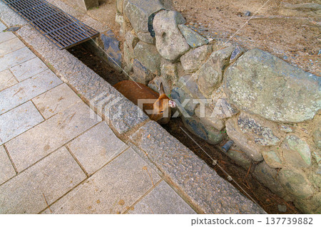 Nara, Japan - Sep 26 2024, Panoramic view of a lone forest deer resting in a drainage gutter running along a cobblestone pedestrian road in Nara Park, at daytime, without people, Nara, Japan Nara, Japan - Sep 26 2024, Panoramic view of a lone forest deer resting in a drainage gutter running along a cobblestone pedestrian road in Nara Park, at daytime, without people, Nara, Japan 137739882