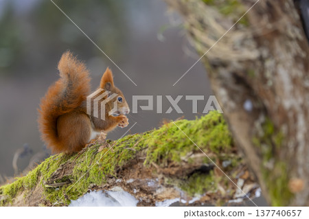 Red squirrel eating nut on mossy log in winter Red squirrel eating nut on mossy log in winter 137740657