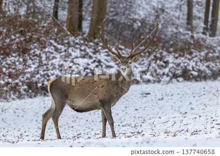 Red deer stag standing in snowy winter forest Red deer stag standing in snowy winter forest 137740658