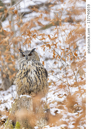Eurasian eagle owl perching on stump in winter forest 137740659