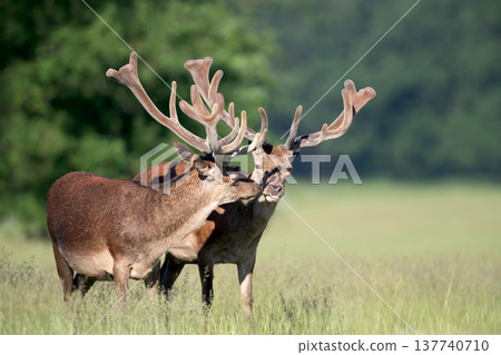 Two red deer stags with velvet antlers interacting in a summer meadow Two red deer stags with velvet antlers interacting in a summer meadow 137740710