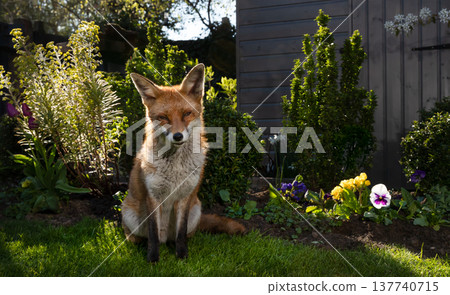 Wild young red fox sitting on green grass in a garden surrounded by vibrant flowers 137740715