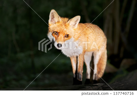 Portrait of a cute red fox standing on a fallen tree in a forest at night 137740716