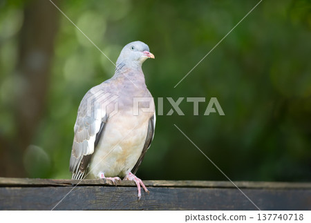 Portrait of common wood pigeon perched on wooden garden fence 137740718