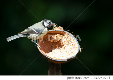 Great tit chick feeding from suet filled coconut bird feeder in garden 137740721