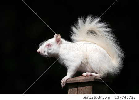 Rare albino Eastern grey squirrel perched on garden fence post in UK 137740723