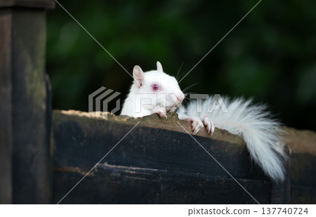 Rare albino Eastern grey squirrel perched on garden fence in UK 137740724