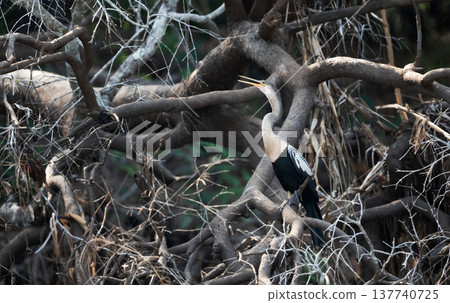 Anhinga perched on tree branch in Pantanal, Brazil Anhinga perched on tree branch in Pantanal, Brazil 137740725