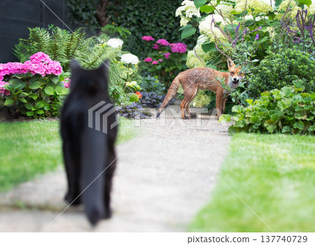 Urban Red fox and black cat encounter in summer garden Urban Red fox and black cat encounter in summer garden 137740729