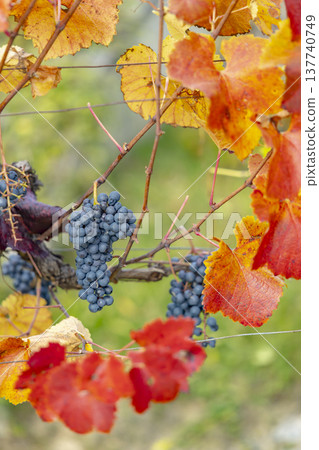 Ripe red grapes hanging in autumn Schonberg am Kamp vineyard Ripe red grapes hanging in autumn Schonberg am Kamp vineyard 137740749
