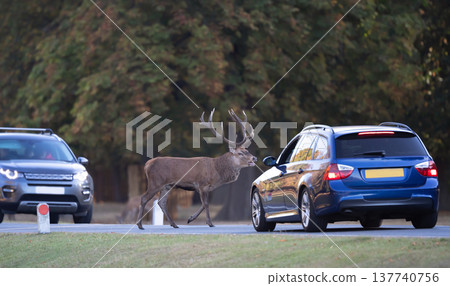 Red deer stag crossing road in front of approaching cars in autumn 137740756