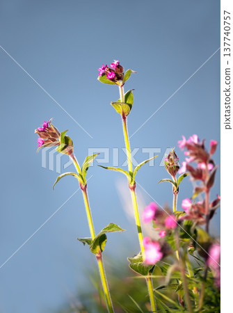 Wild Red Campion flowers against a clear blue sky 137740757