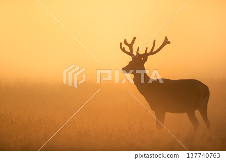 Silhouette of Red deer stag standing in a meadow against golden, misty sunrise in autumn 137740763
