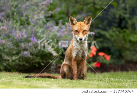 Wild young red fox sitting on green grass in a garden surrounded by vibrant flowers 137740764