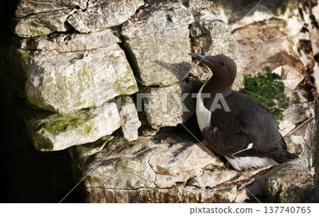 Portrait of a Common guillemot nesting on a sea cliff Portrait of a Common guillemot nesting on a sea cliff 137740765