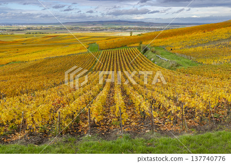 Autumn vineyard landscape Verzenay Champagne region France Autumn vineyard landscape Verzenay Champagne region France 137740776