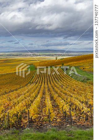 Verzenay champagne vineyards showing vibrant autumn colors in France 137740777