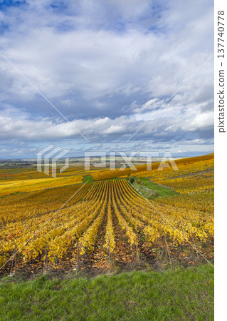 Verzenay vineyard showing golden autumn leaves in Champagne, France 137740778